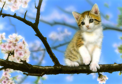 822004 (a): :1920x1329